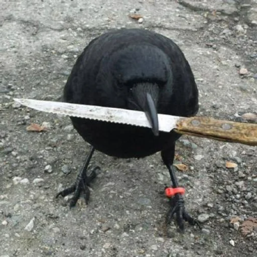 Photographie de profil de arsonist